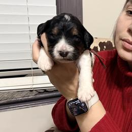 Jingle (Red Band) - Tri-color male Labradoodle puppy in Plainfield, New Jersey from Caris Paws Poodles and Labradoodles