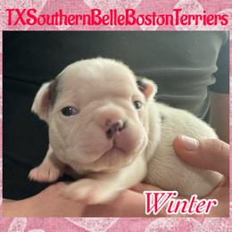 Winter - Blue female Boston Terrier puppy in Brazos Point, Texas from TX Southern Belle Bostons