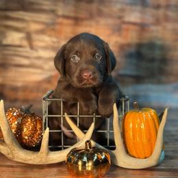Slinky - Chocolate male Labrador Retriever puppy in Isle, Minnesota from Dog Ear Outfitters