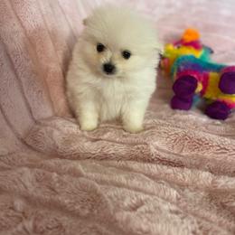 Pearl - Cream parti female Pomeranian puppy in Stuart, Virginia from Lil Aussie Posse