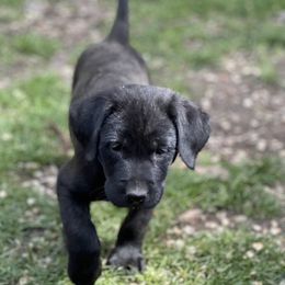 Labrador Retriever Puppies from Wings of Freedom Retrievers