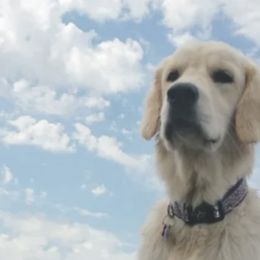 Golden Retrievers from River Birch Goldens