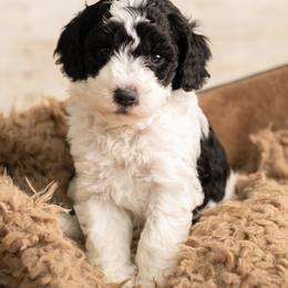 Blue Boy - Parti male Goldendoodle puppy in Dallas, Texas from Bishop Family Golden Doodles