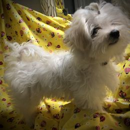 Maltese Puppies from The Royal Furbabies