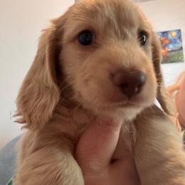 Abner - Cream male Dachshund puppy in Nampa, Idaho from 208 Wiener Wiggle Butts LLC