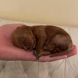 Mabel - Red  female Goldendoodle puppy in Kansas City, Kansas from Bella & Ivy’s Mini Goldendoodles of KC