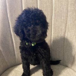 Poodle Puppies from Simplicity Poodles