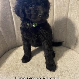 Poodle Puppies from Simplicity Poodles