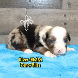 River - Blue merle male Miniature American Shepherd puppy in Elgin, Oregon from Cross L Miniature American Shepherds