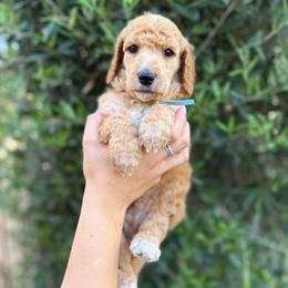 Iris - Apricot male Poodle puppy in Queen Creek, Arizona from Desert Dusted Poodles