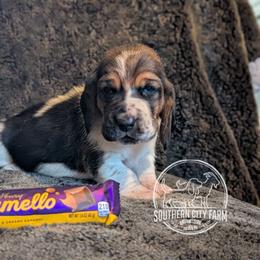 Caramello - Black brown and white male Basset Hound puppy in Talbotton, Georgia from Southern City Bassets