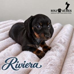 Riviera - NC - Black and tan female Dachshund puppy in Kemp, Texas from Koli Acres
