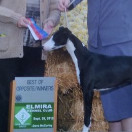 Ibizan Hounds and Whippets from Windrift Kennel