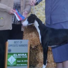 Ibizan Hounds and Whippets from Windrift Kennel