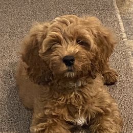 Bentley - Cockapoo