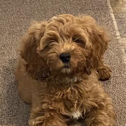 Bentley - Cockapoo