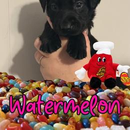 Watermelon - Black female Labrador Retriever puppy in Water Valley, Mississippi from Three Lakes Labs & WHDs