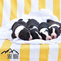 Border Collie Puppies from Sage Ridge