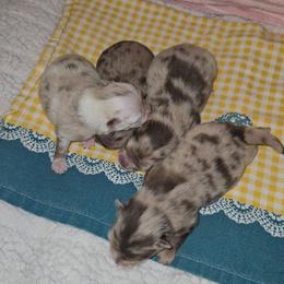 Pearl - Chocolate merle female Pomeranian puppy in Angleton, Texas from Pomeranian Palace, LLC