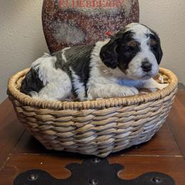 Elderberry - Black and white male Bernedoodle puppy in Cambridge, Minnesota from Country Meadow Doodles