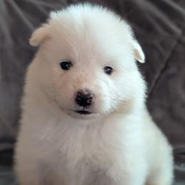 AKC Girl 'Tofu' - White female Samoyed puppy in Tombstone, Arizona from High Lonesome