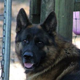 Waiko - German Shepherd