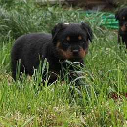 Rottweiler Puppies from C&C Royal Rottweilers