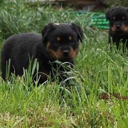 Rottweiler Puppies from C&C Royal Rottweilers