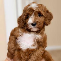 Cavapoo Puppies from Patriot Pups Cavapoos