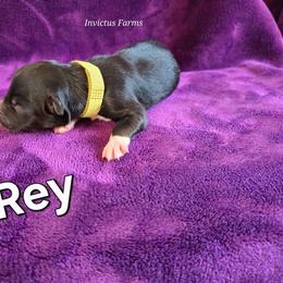 Rey - Black tri-color female Australian Shepherd puppy in Smithfield, Utah from Invictus Farms