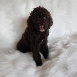 Mr Green - Chocolate male Goldendoodle puppy in Cumming, Georgia from Chattahoochee Kennels