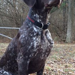 German Shorthaired Pointers from VJK-MYST Kennels