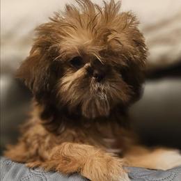 Brandy - Red female Shih Tzu puppy in Victorville, California from RUMBLE n TUMBLE