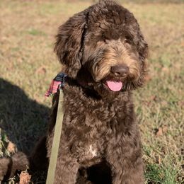 Goldendoodles from Black Sheep Goldendoodles