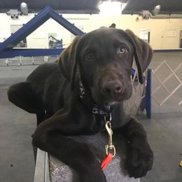 Belgian Malinois and Labrador Retriever Puppies from Elite Canine Training & Outfitters