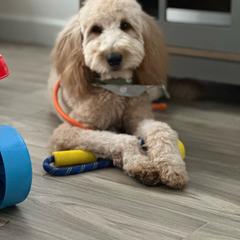 Red Pup - Cafe au lait Double Doodle puppy in San Juan, Texas from Cash & June’s Double Doodles