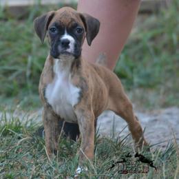 Omelet - Brindle female Boxer puppy in Earlsboro, Oklahoma from Lieben Boxers