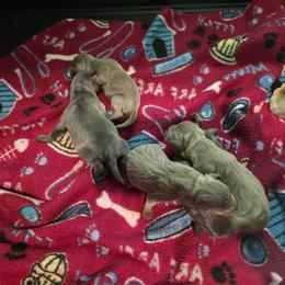 Boy 2 - male Miniature Pinscher puppy in Middle Point, Ohio from Knisely's Min Pins-AKC