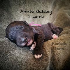 Annie Oakley (Mini Size) - Black female Bordoodle puppy in Mulino, Oregon from Korbella Farm