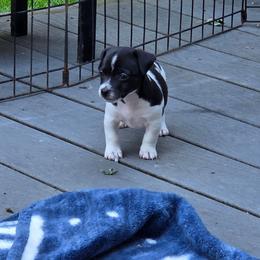 Girl 1 - Black and white female Teddy Roosevelt Terrier puppy in Bloomington, Illinois from Cherokeepoint Teddy Roosevelt Terriers