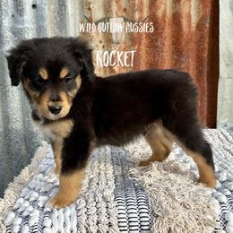 Miniature Australian Shepherd Puppies from Wild Outlaw Aussies