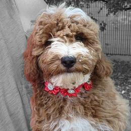 Mini Red boy - Red  male Goldendoodle puppy in Los Molinos Ca, California from Sunshine Sanctuary Doodles