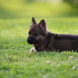 Orange - Sable male German Shepherd puppy in Catlettsburg, Kentucky from Von Holbrook Kennels