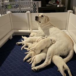 Labrador Retriever puppies from Bougie Labradors