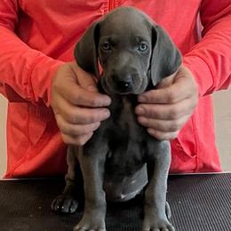 Francine - Blue female Weimaraner puppy in Aitkin, Minnesota from Whispering’s GunDogs