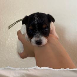 Maple (Mint Collar) - Parti female Yorkshire Terrier puppy in Riverbank, California from Yorkie_Wonderland and Stud Services