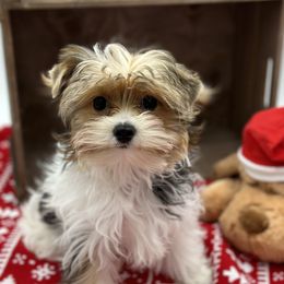 Roxie  - Yorkshire Terrier