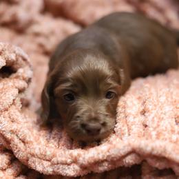 Glimmer - Red female Dachshund puppy in Eaton, Ohio from Miniature Alphas Dachshunds