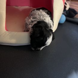 Miniature Schnauzer Puppies from Butterleaf Farms