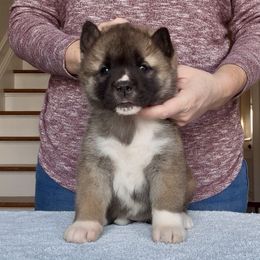 Girl 3 - Brown female Akita puppy in Coopersburg, Pennsylvania from Main Street Akitas